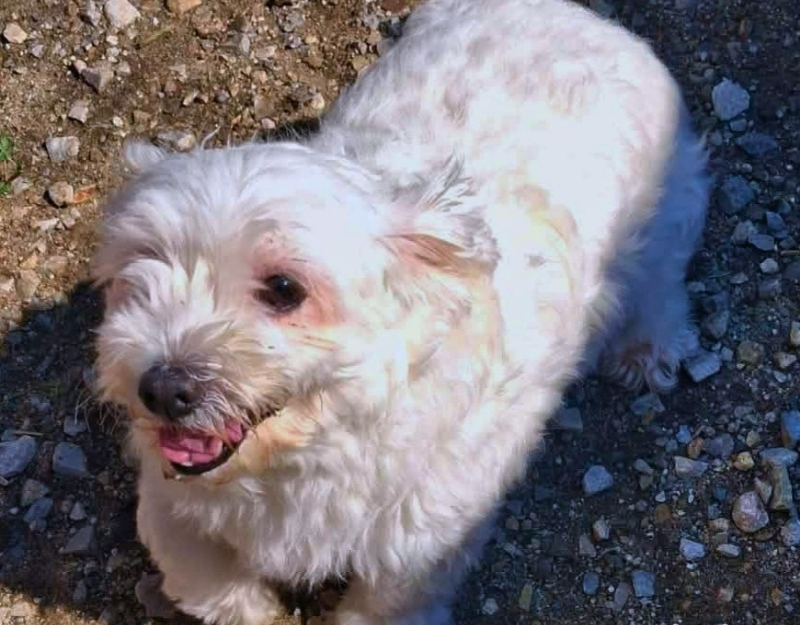 volwassen, kleine hond
