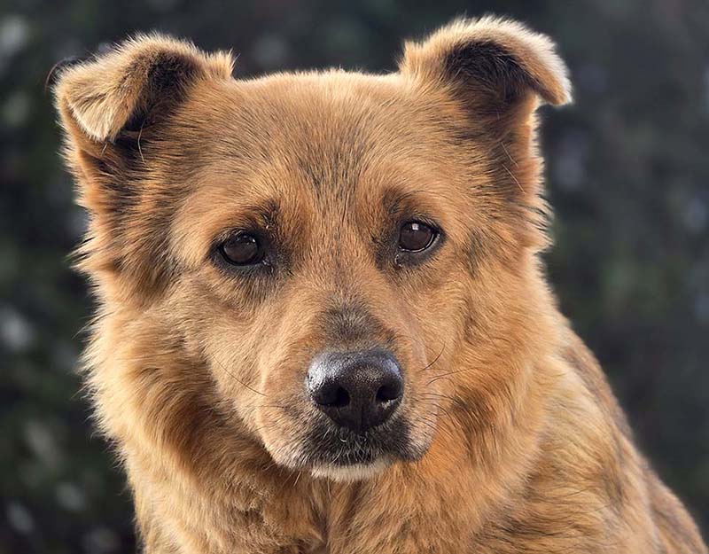 kleine hond adopteren