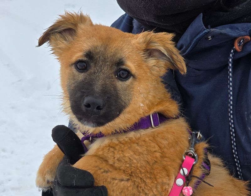 hond adopteren uit roemenië