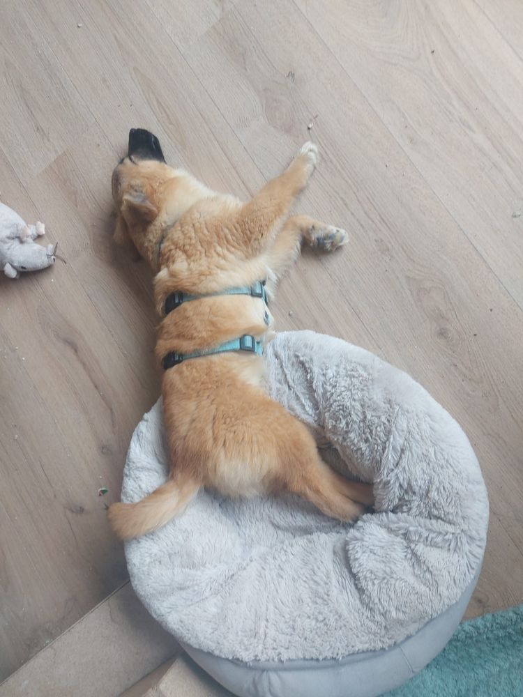 puppy kopen liever adopteren