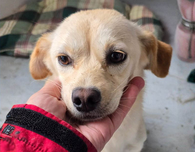 kleine hond adopteren