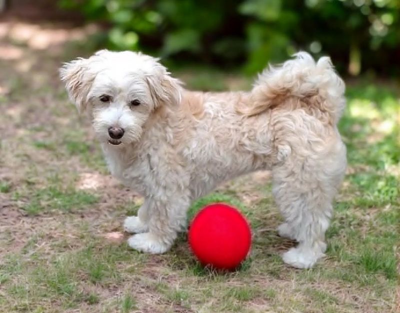nederland boomer hond