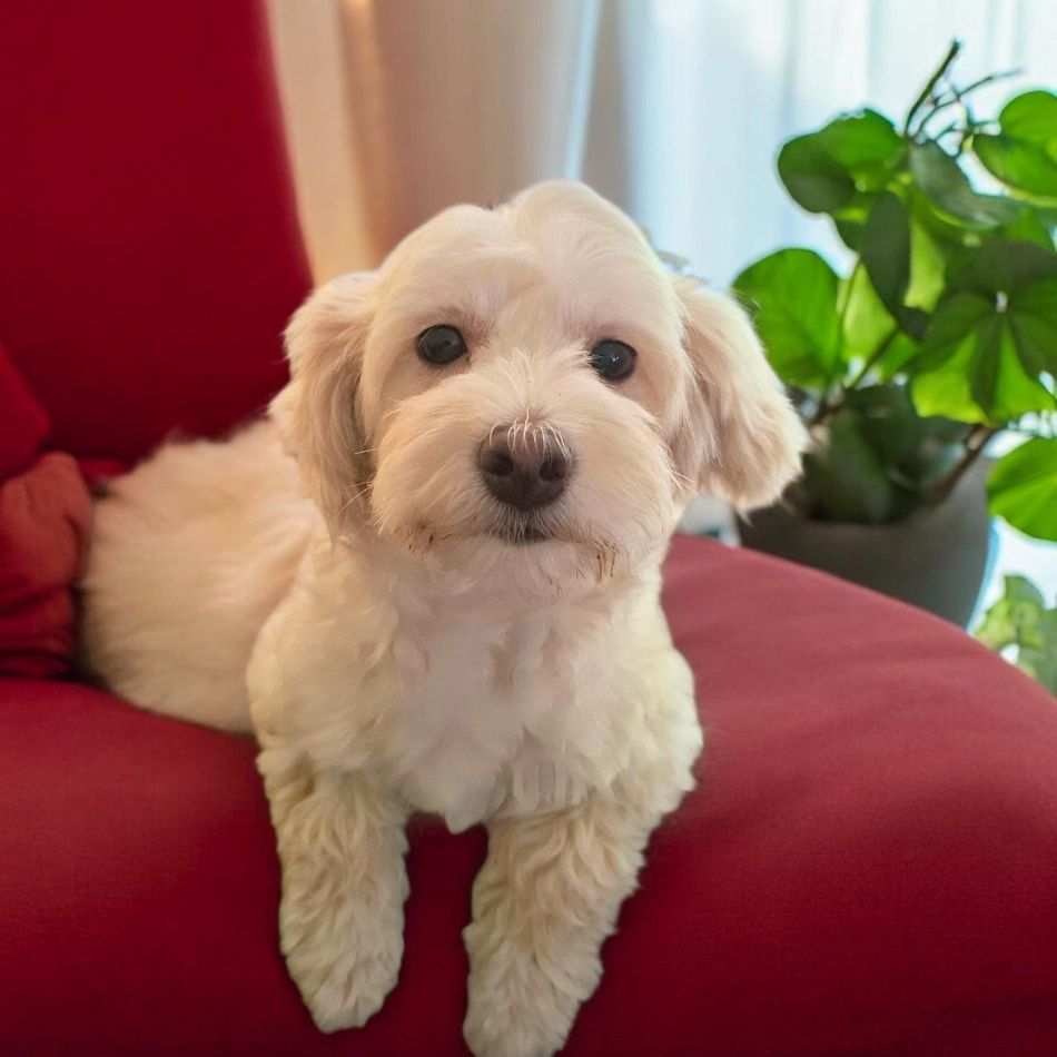 boomer hond adopteren nederland