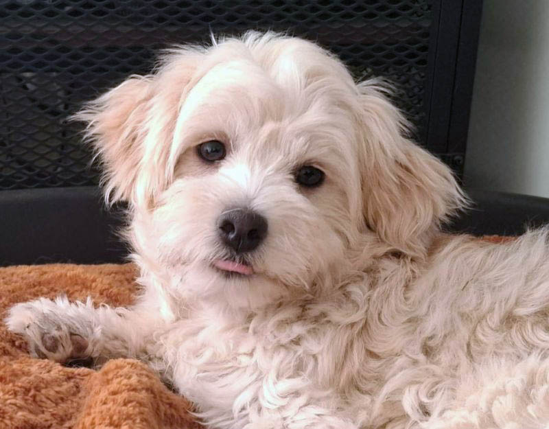 nederland boomer hond