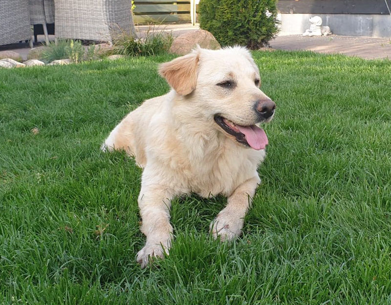 nala