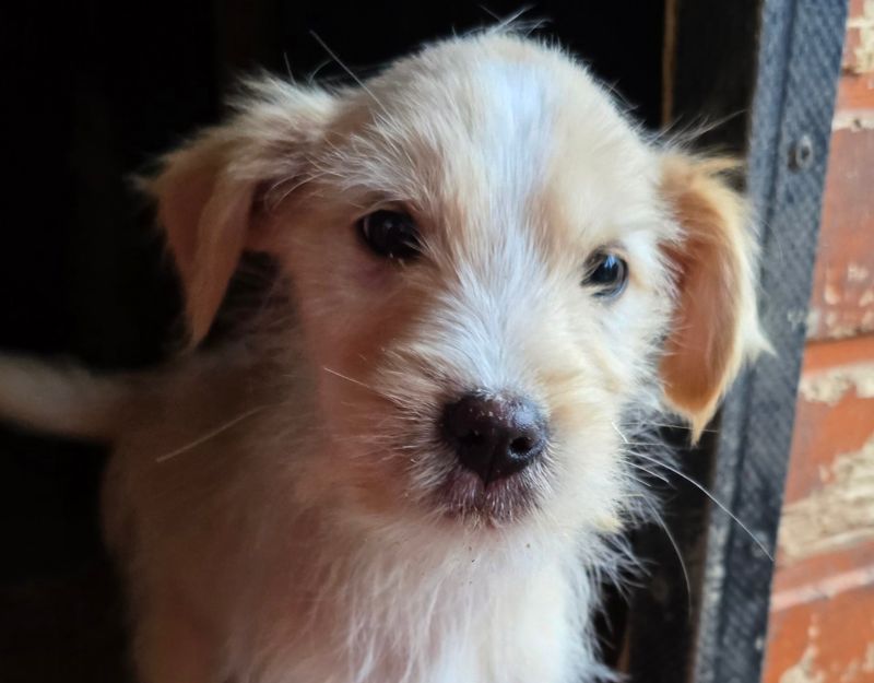 jonge hond adopteren