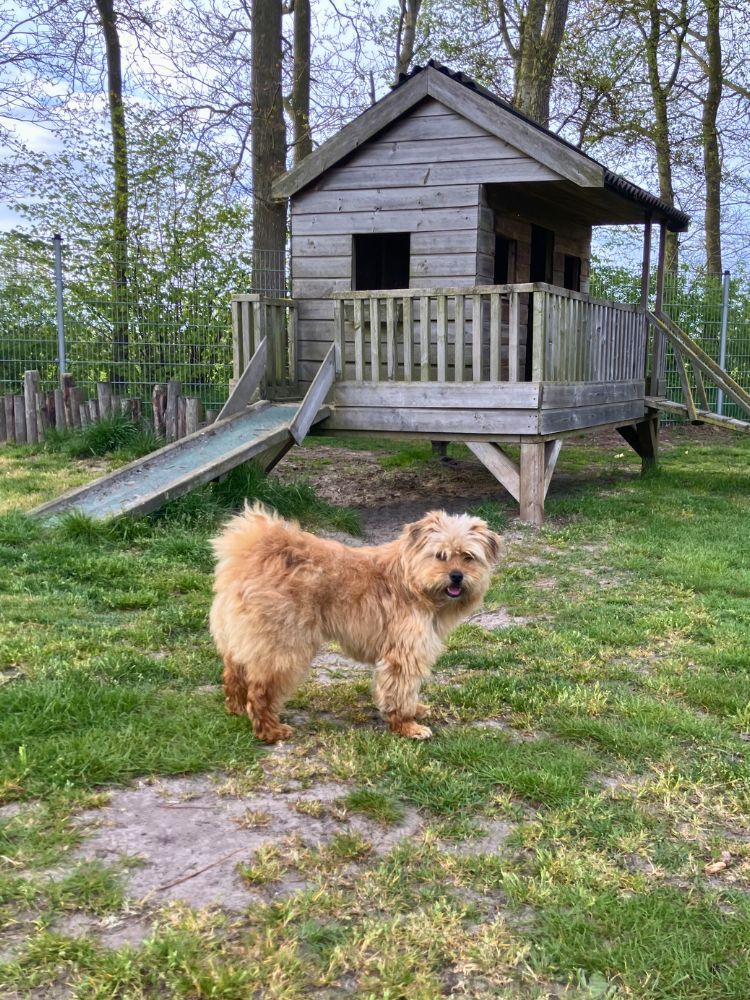 jonge hond adopteren