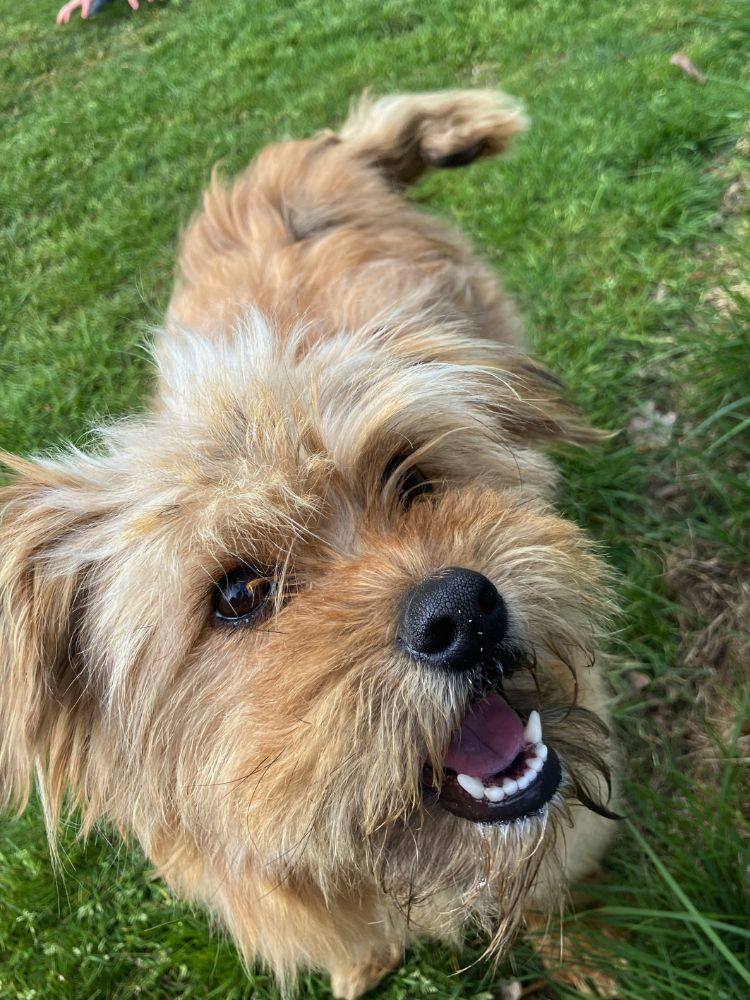 jonge hond adopteren