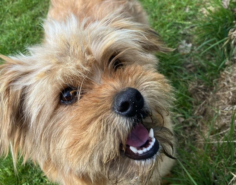 roemeense hond adopteren