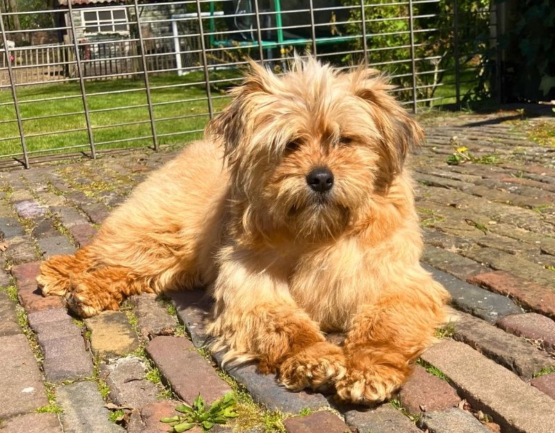 roemeense hond adopteren
