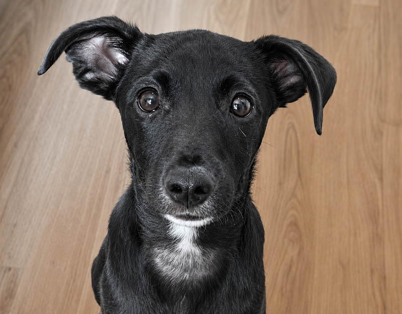 puppy in nederland