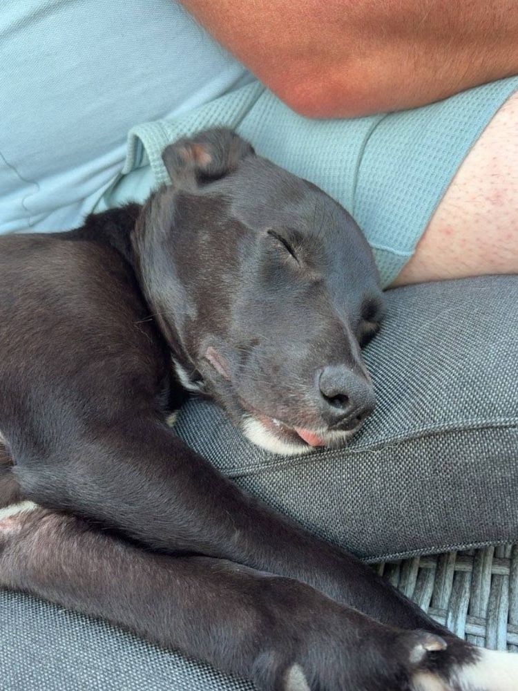 puppy nederland