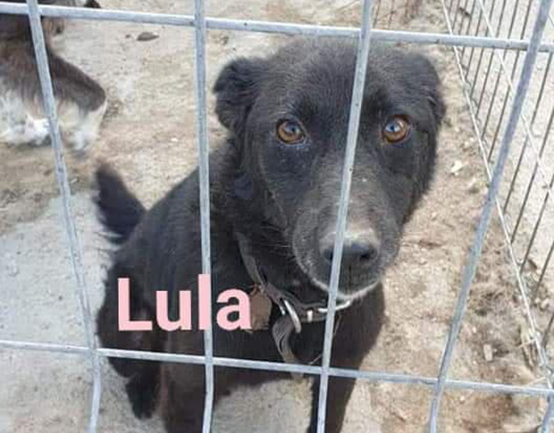 lula