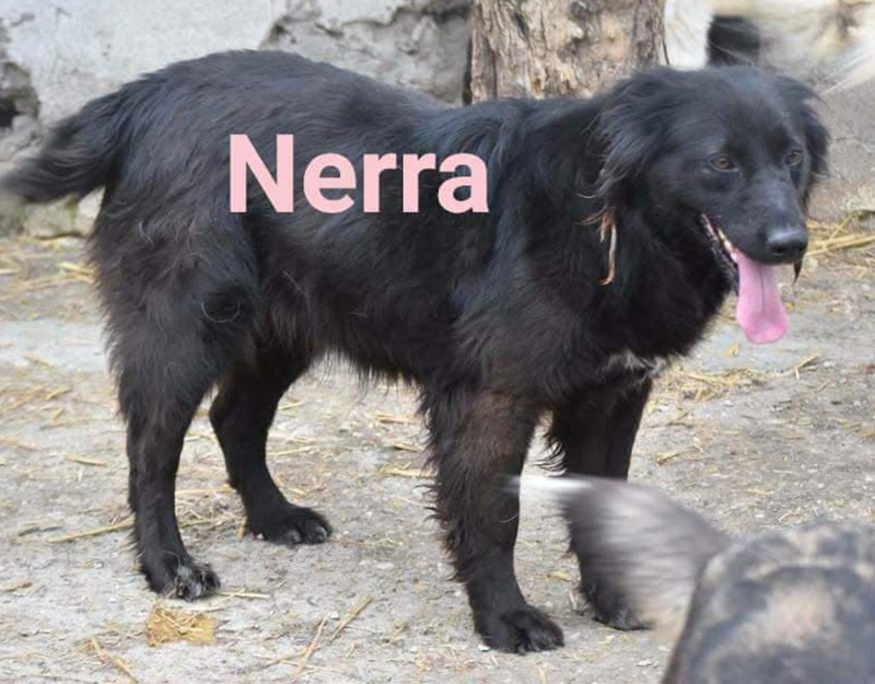 nerra
