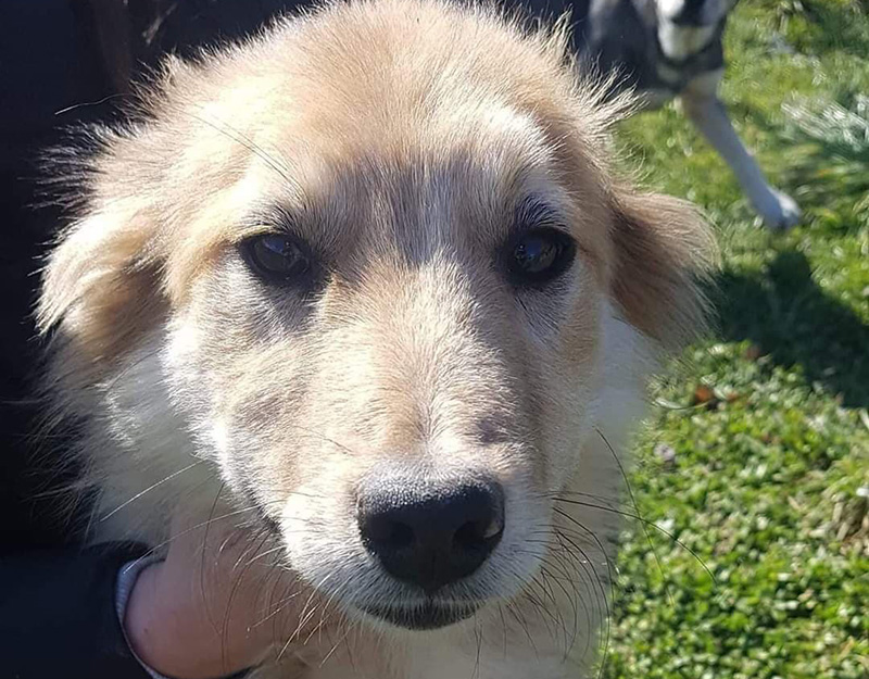Simba