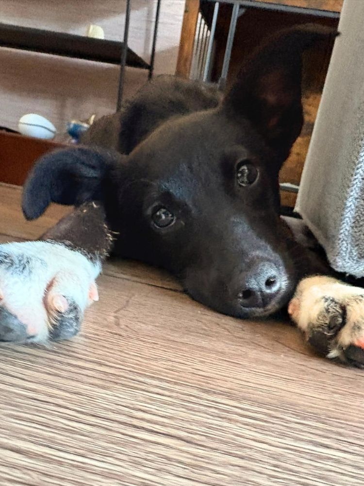 teefje puppy