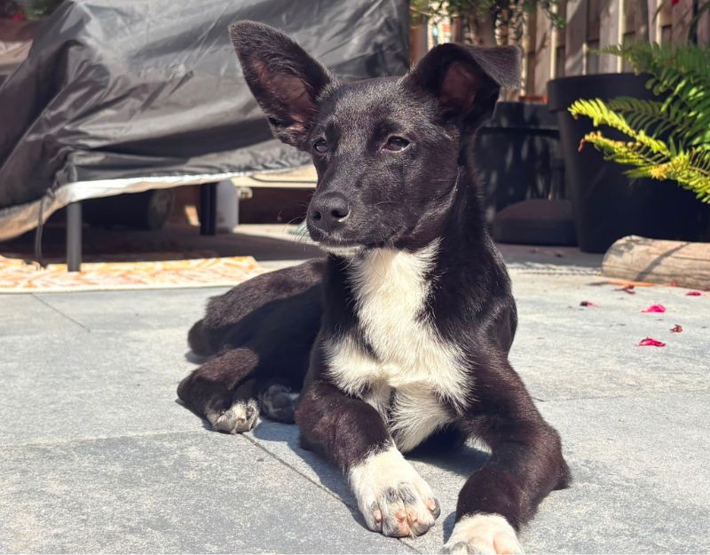 teefje puppy