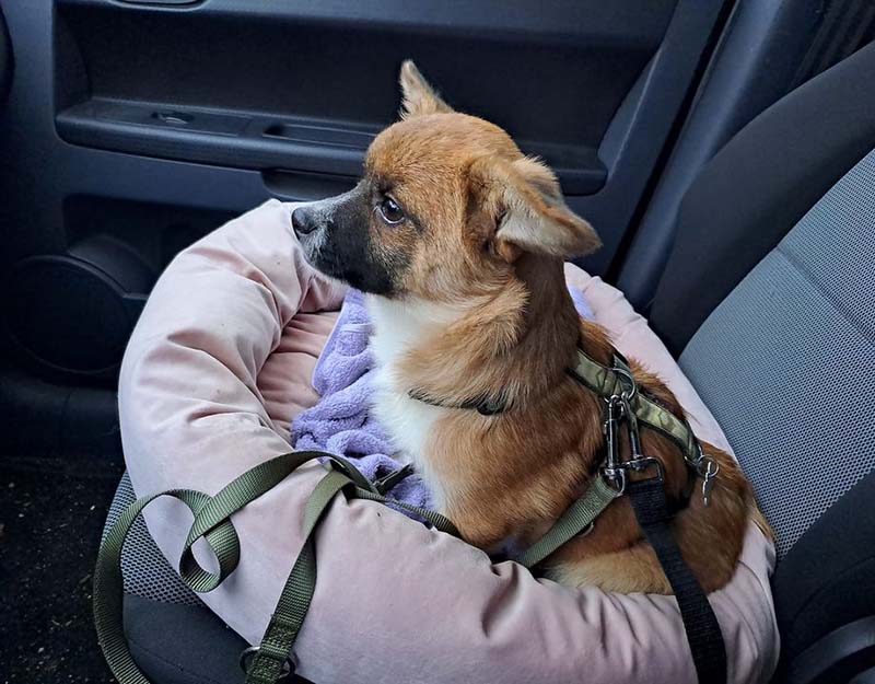 asiel pup adopteren