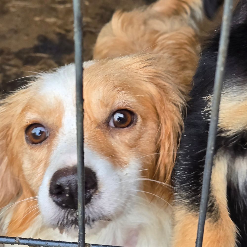 kleine hond asiel adopteren