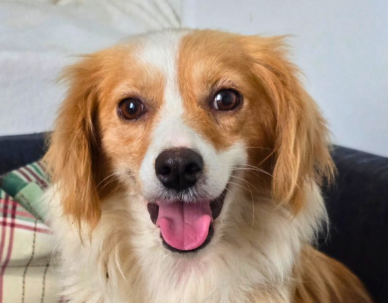 roemeense hond adopteren