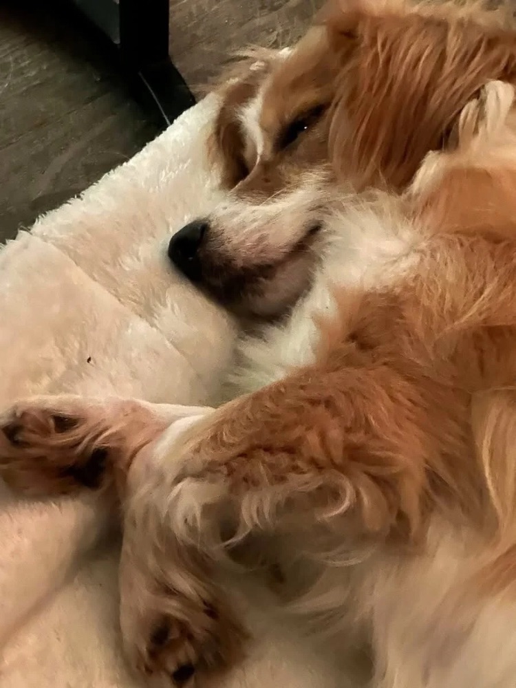 kleine hond adopteren in nederland