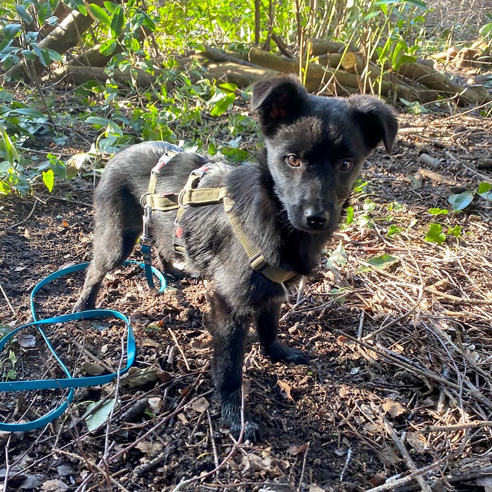 zwart hondje adopteren in nederland