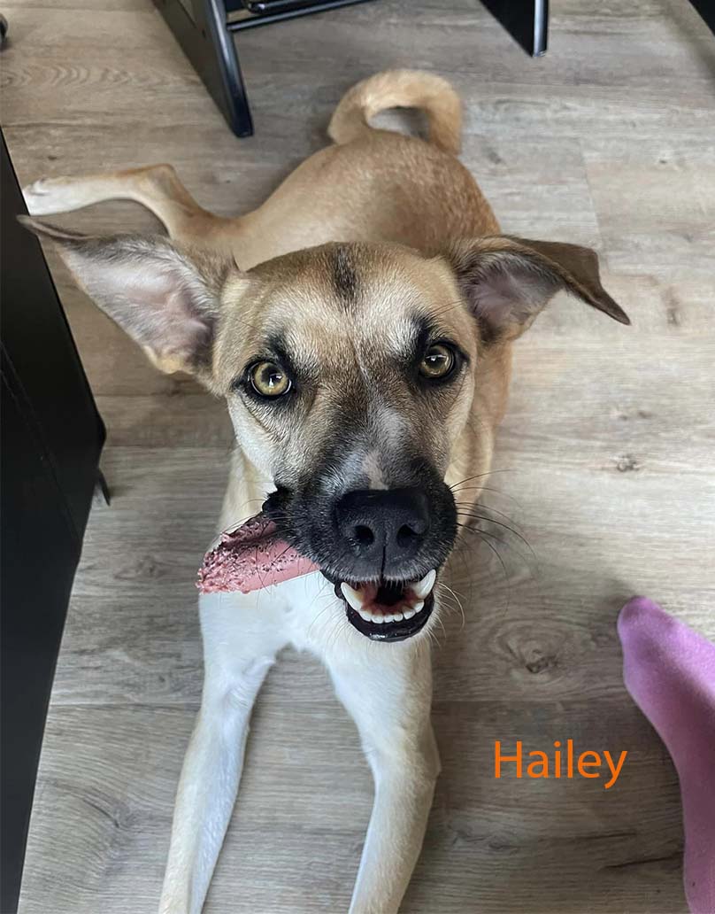 hailey adoptiehond