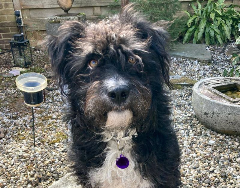 hondje uit roemenie adopteren