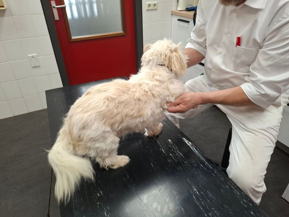 ouder hondje adopteren