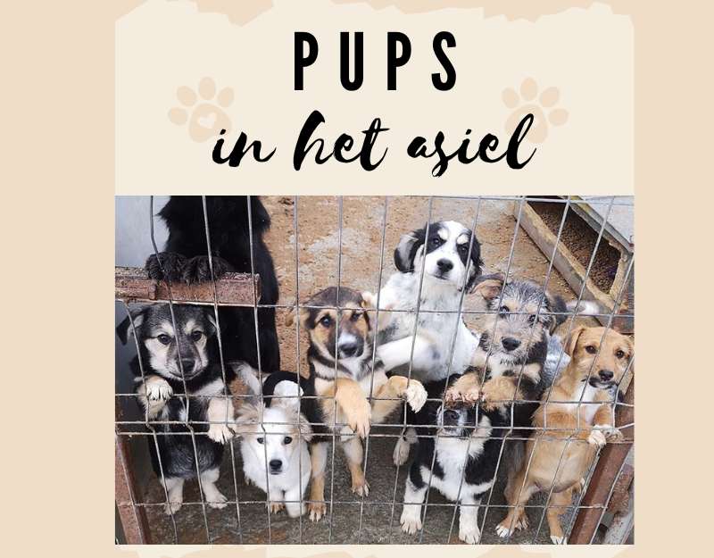 pups ter adoptie uit roemenie