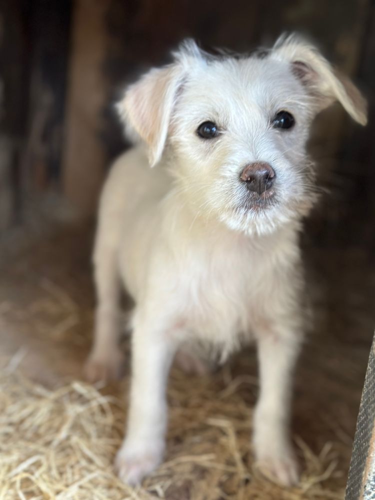 herplaatser pup uit asiel