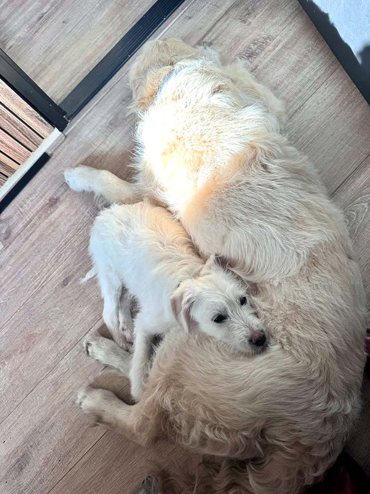 herplaatsing pup van gastgezin naar adoptant