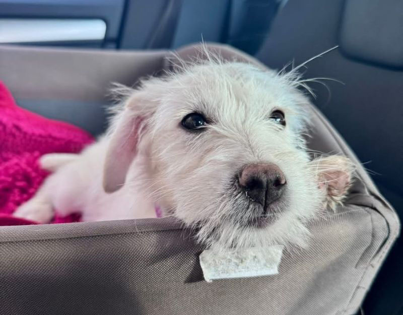 herplaatsing-pup-nederland