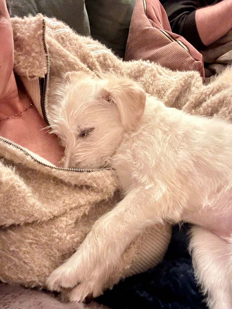 herplaatsing pup van gastgezin naar adoptant