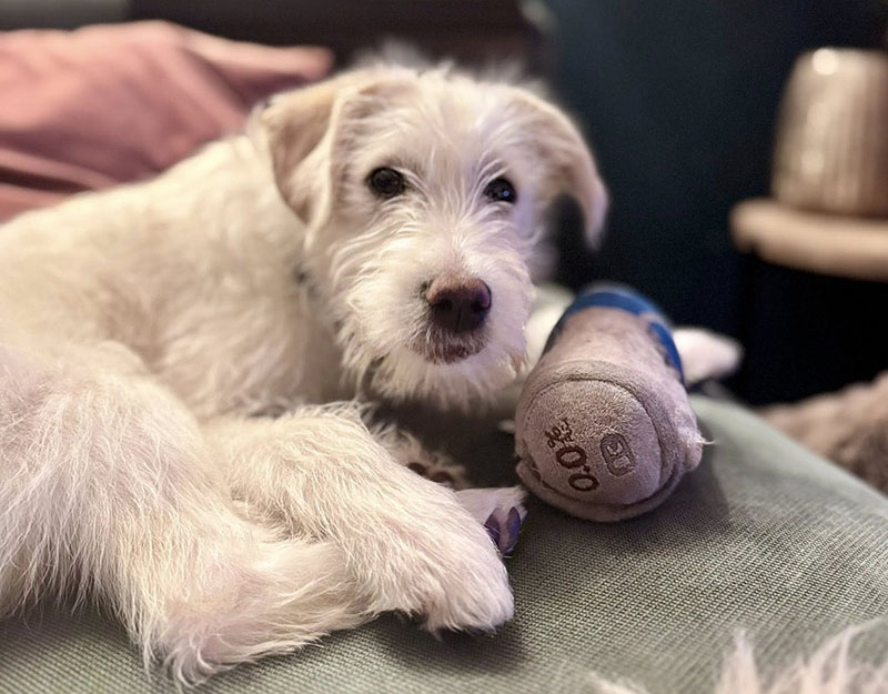 pup adoptie nederland