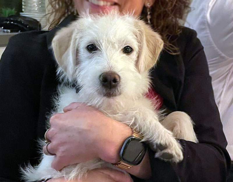 puppy adopteren nederland