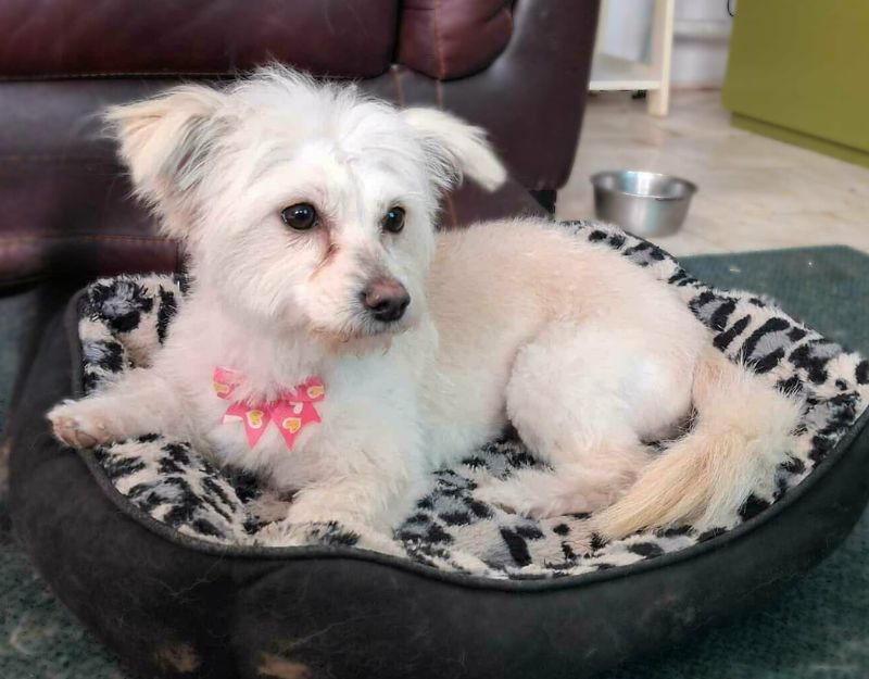 kleine hond adopteren