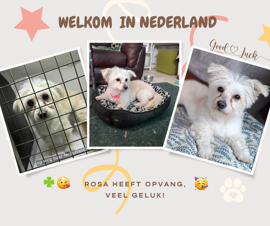 kleine hond adopteren