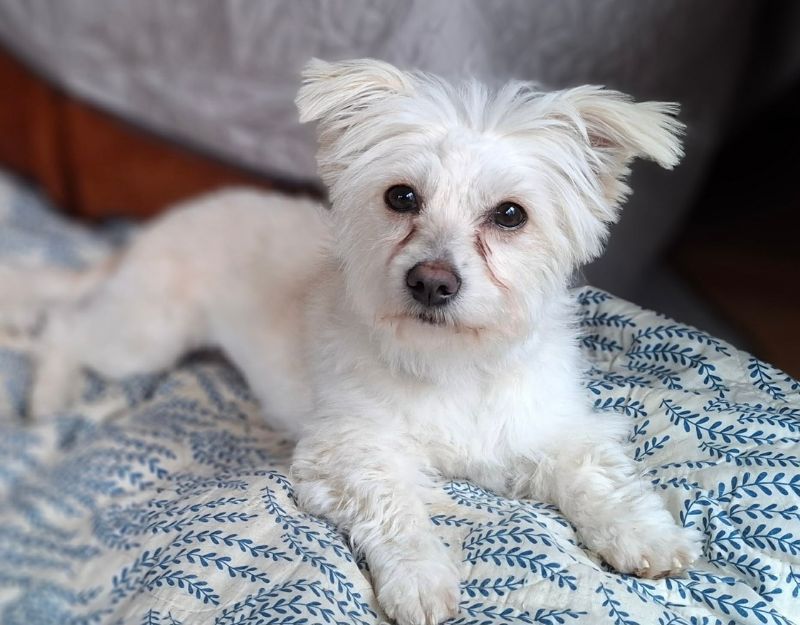 kleine hond adopteren