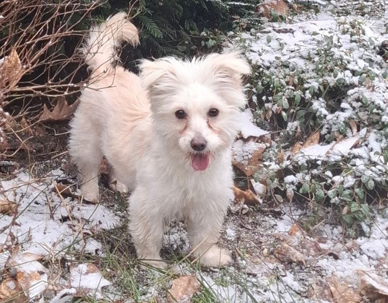 kleine hond adopteren