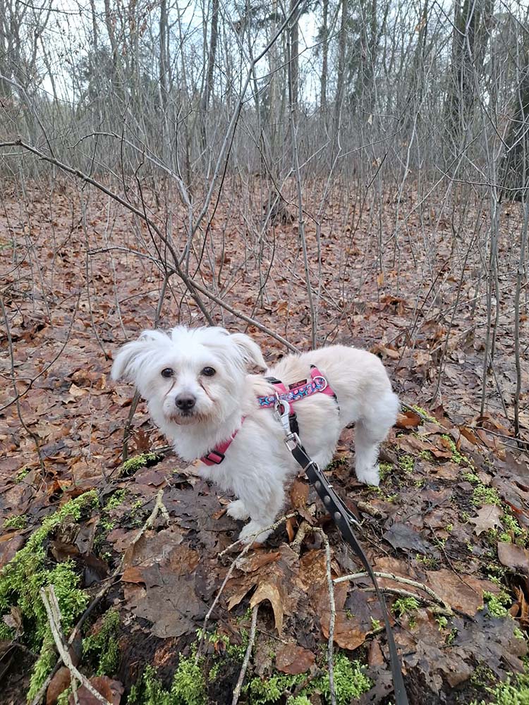 boomer hondje adopteren