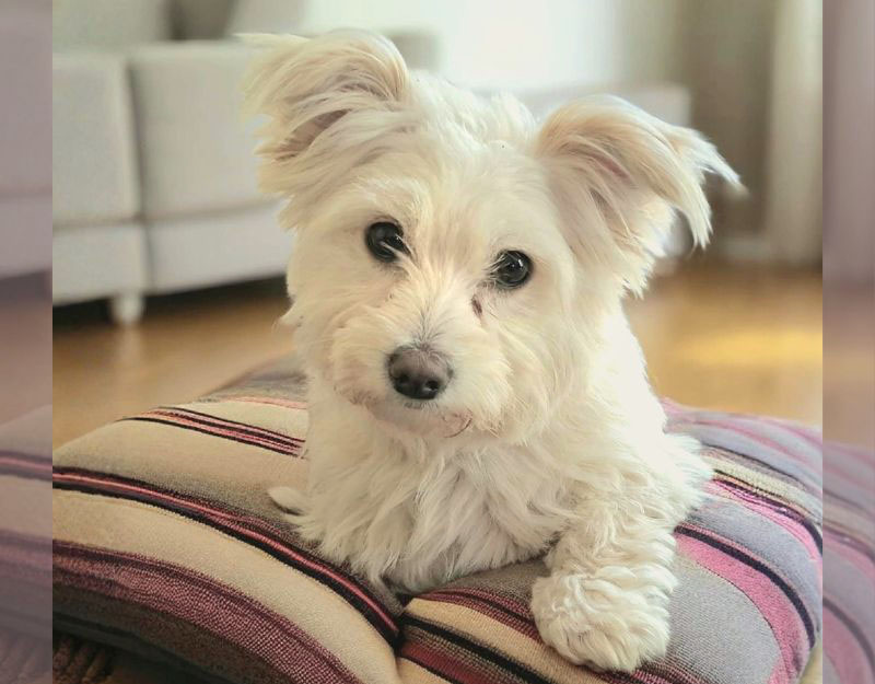 kleine hond adopteren herplaatsing