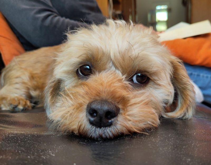 kleine hond adopteren