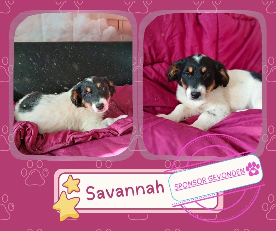 pup adopteren uit het buitenland