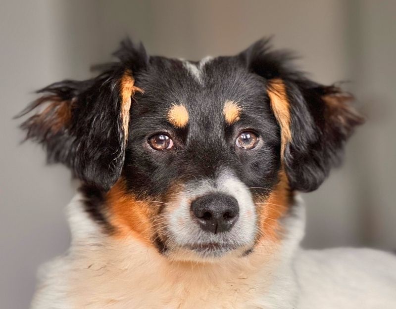 pup adopteren uit het buitenland