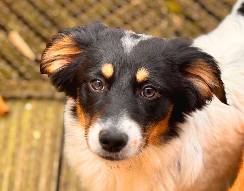 pup adopteren uit het buitenland