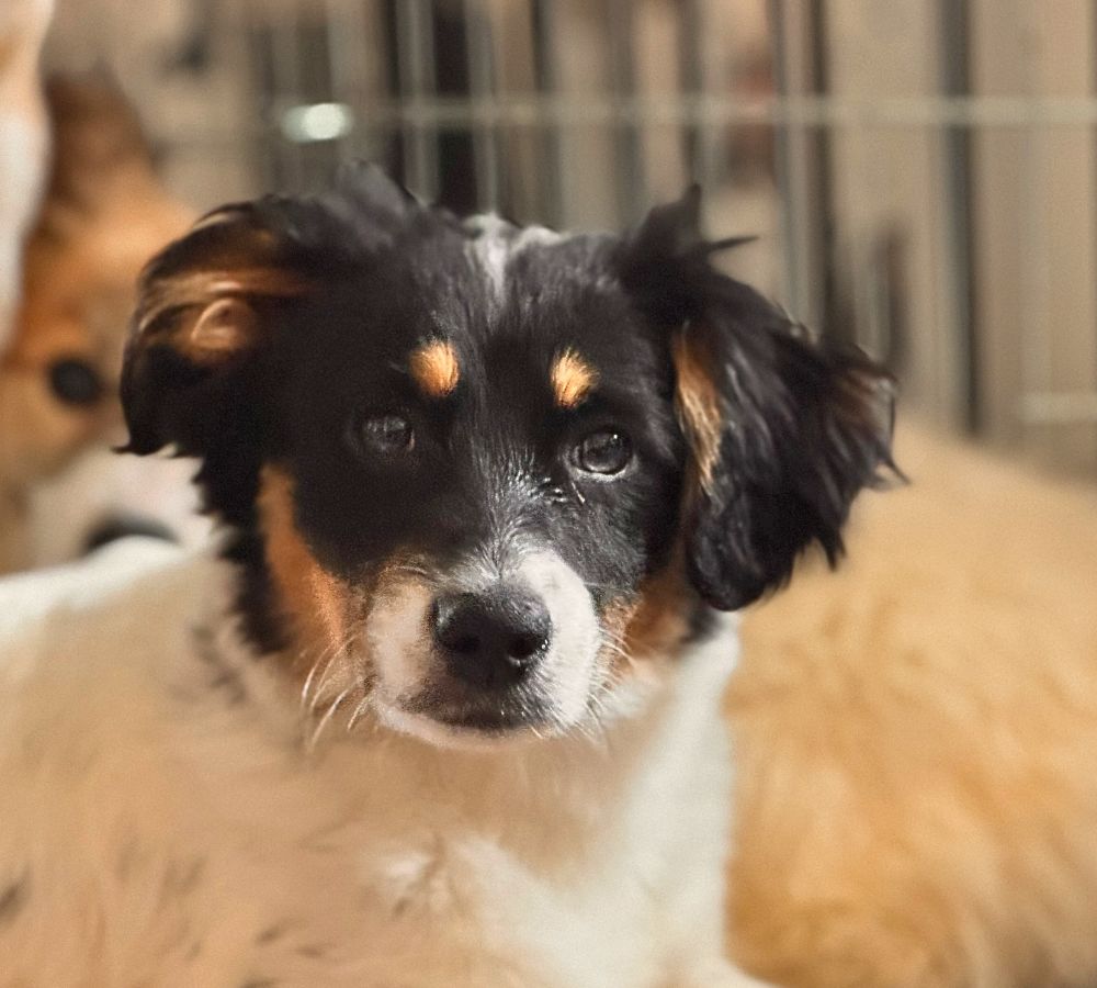 pup adopteren uit het buitenland