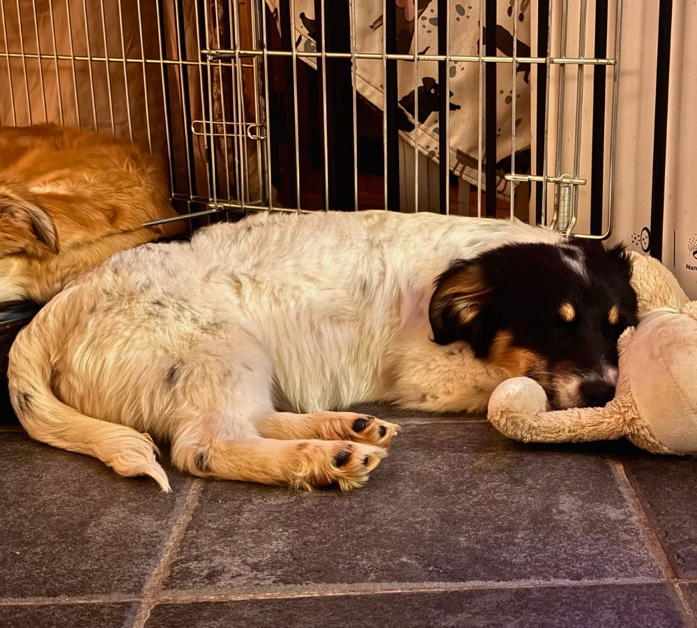 pup adopteren uit het buitenland