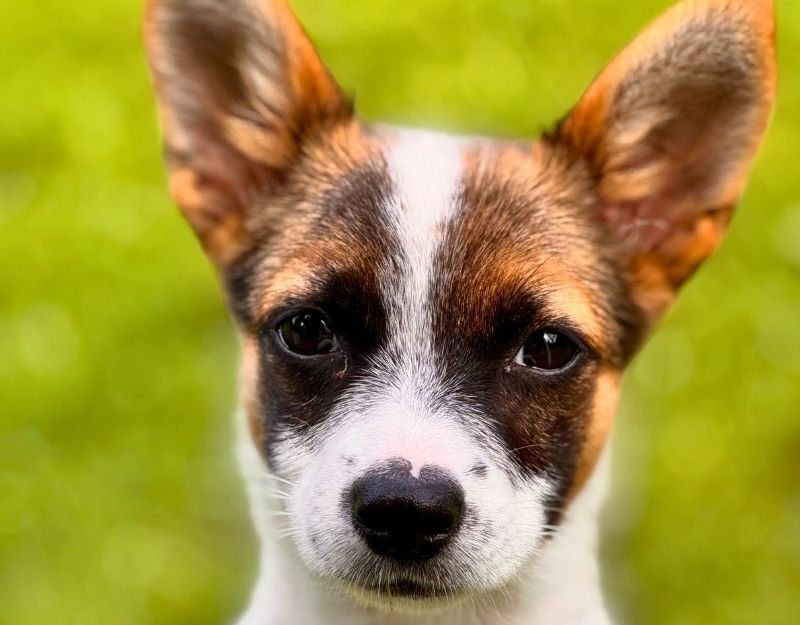 klein hondje pup