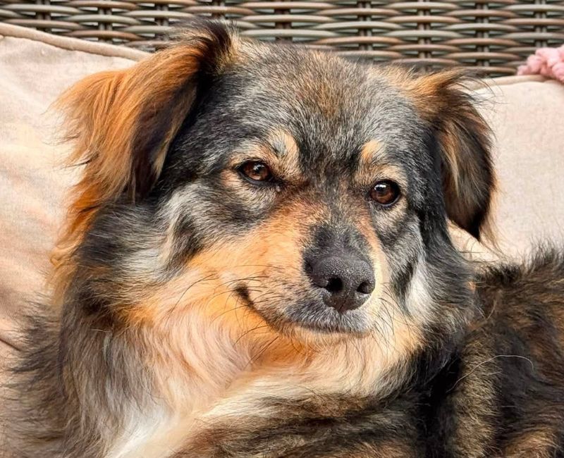 nederland boomer hond